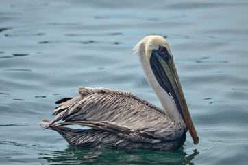 pelicanos