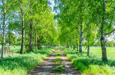 Birkenwald Weg
