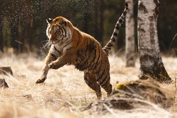Papier Peint photo autocollant Tigre Sibirischer Tiger im Sprung