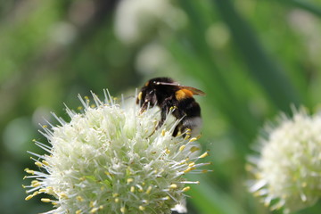 bumblebee шмель