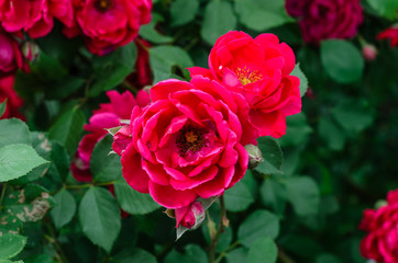 Close-up of rose flowers