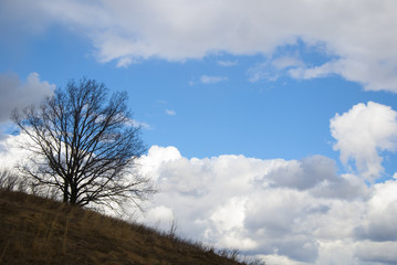 Sky in clouds with a tree and an autumn meadow