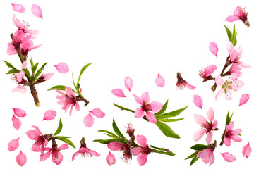 Cherry blossom, sakura flowers isolated on white background with copy space for your text. Top view. Flat lay pattern