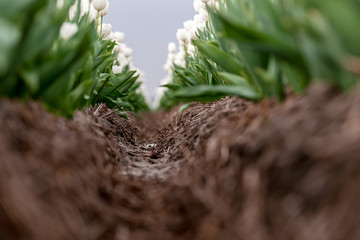cTypical picture in the Netherlands. Tulips in low rows and different colors grow in the arable land and bloom to be harvested for worldwide export. Spring flowers in the polder of the flat holland