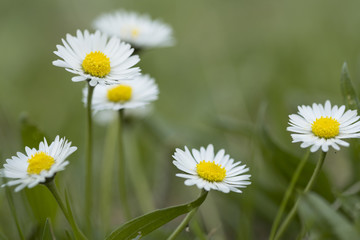 Fototapeta premium Gänseblümchen
