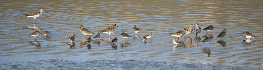 shorebirds