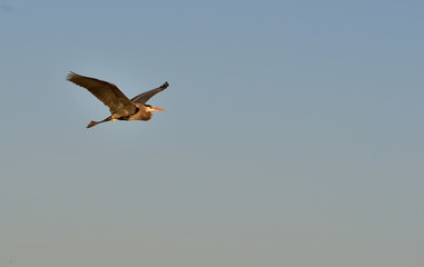 the great blue heron in flight