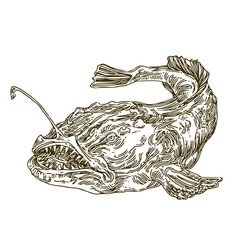 Anglerfish. Sketch. Engraving style. Vector illustration