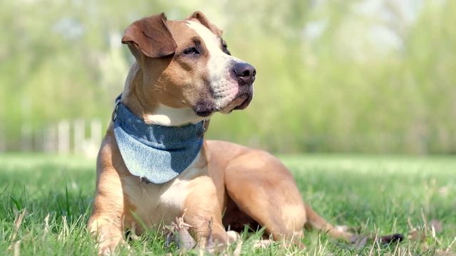 Cute staffordshire terrier dog in bandana rests on green grass at park. Beautiful trained pitbull terrier lies, rests and sniffs air on warm sunny day outdoors