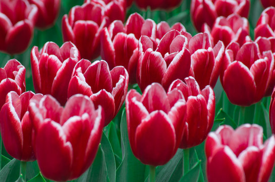 Field Red White Tulips Closeup