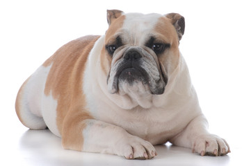 male english bulldog