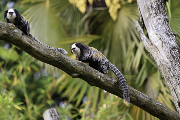 The white-headed marmoset (Callithrix geoffroyi)