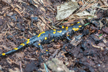 Close-up of a spotted salamander hidden under tree bark