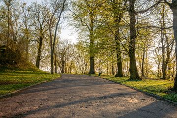 Fototapeta na wymiar sunset in a park with an asphalt path