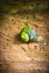 A large snail in the tropical rain forest of Sinharaja