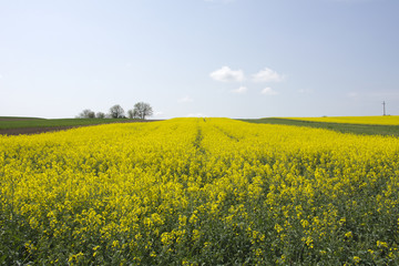 Obraz premium Landscape with a beautiful field of bright yellow canola or rapeseed