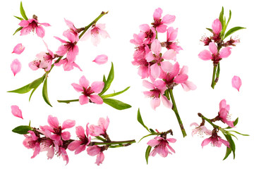 Fototapeta na wymiar Cherry blossom, sakura flowers isolated on white background. Top view. Flat lay pattern