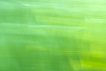 Green and yellow background of blurred young wheat