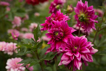 Obraz premium flower