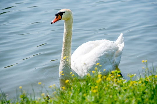 Big white swan in the lake,selective focus