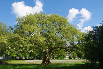 Fototapeta na wymiar Un arbre du parc de Bréquigny