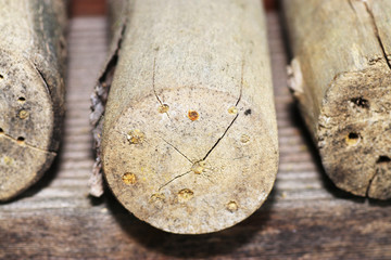 An insect hotel or insect house, is an artificially created nesting and hibernation aid for...