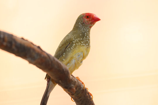 Star finch neochmia ruficauda from Australia with red beak and face, sitting on branch