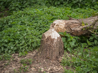 Biber Baum Problem Problembiber