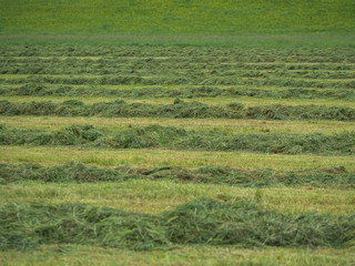 Obraz premium Heu gemähte WIese