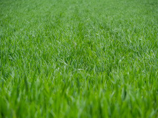 Grünes Feld frische Saat Landwirtschaft