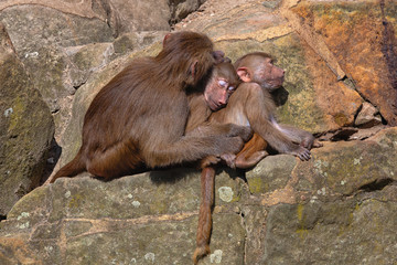 Baboon mother hugging its cute babies and snoozing on a rock in the sunlight.
