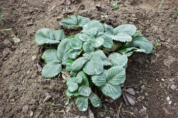 Strawberry bush sprayed with Bordeaux mixture