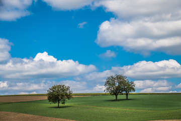 Obstbäume im Feld