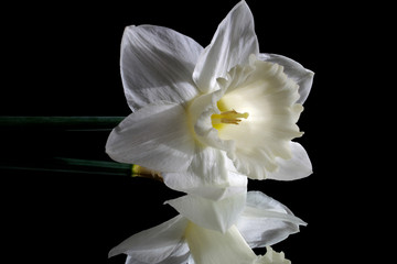 Fototapeta na wymiar White narcissus flower on black reflective background 