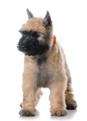 bouvier puppy sitting