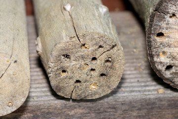 An insect hotel or insect house, is an artificially created nesting and hibernation aid for insects
