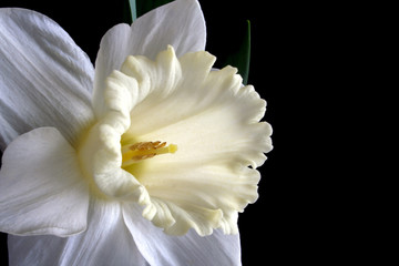 White narcissus flower isolated on black background
 - obrazy, fototapety, plakaty