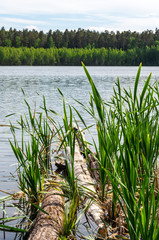 Obraz premium Forest lake in summer