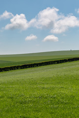 Green Fields in Springtime