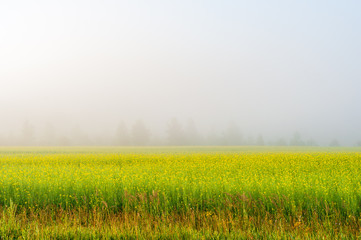 Obraz na płótnie Canvas Blooming field and fog on a summer day