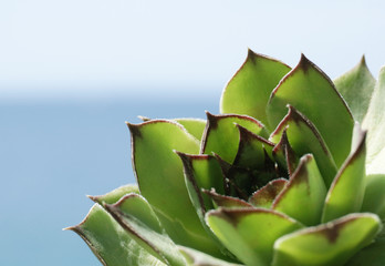 Plant Sempervivum, close up view on the blurred blue background