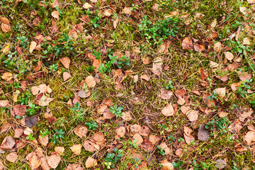 Autumn forest texture.