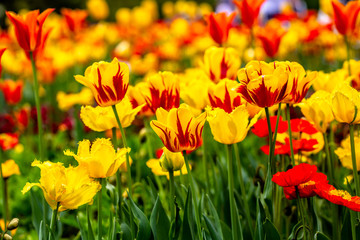 Obraz premium close-up to colourful read and yellow tulip flowers