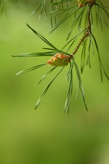 Spring pine cone green needle, pine twig, spring background.