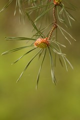 Spring pine cone green needle, pine twig, spring background.