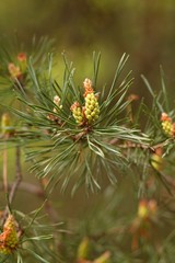 Fototapeta na wymiar Spring pine cone green needle, pine twig, spring background.