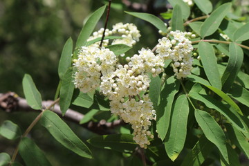 Blossomed tree of rowanberry