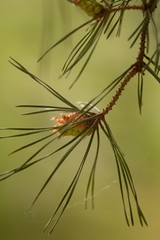 Spring pine cone green needle, pine twig, spring background.