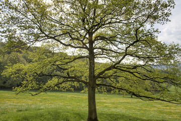 Envergure d'un arbre