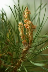 Spring pine cone green needle, pine twig, spring background.